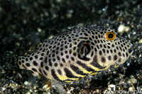 Juvenile to Intermediate Star Pufferfish