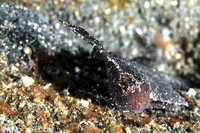 Leaf Fish