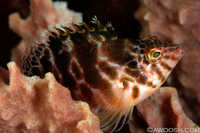 Spotted Hawkfish