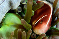 Pink Anenomefish
