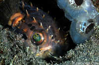 Burrfish