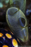 Tunicates