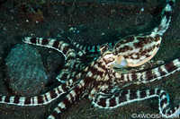 Mimic Octopus