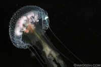 Jellyfish 2