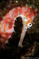 Thorny Seahorse