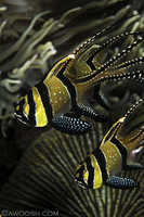 Banggai Cardinalfish