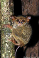 Tarsier Monkey