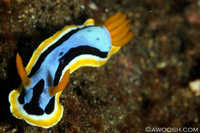 Chromodoris annae