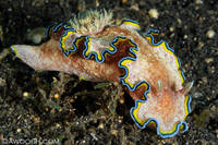 Highlight for Album: Lembeh, Indonesia