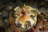 Glossodoris cincta 2