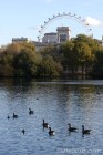 St James' Park & The London Eye(sore)