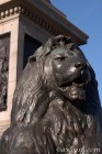 Lion at Trafalgar Square