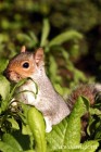 Squirrel in St James Park