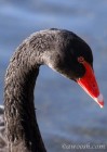 Black Swan