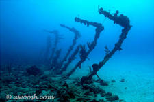 Highlight for Album: Maria La Gorda, Cuba - Underwater - December 2004