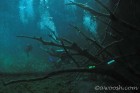 Gran Cenote