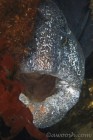 Wolf Eel