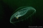 Otherworldly Jelly