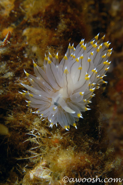 Nudibranch