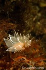 Nudibranch 2