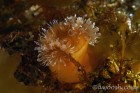 Anenome