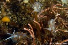 Nudibranch Convention