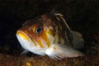 China Rockfish