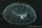Jelly 2