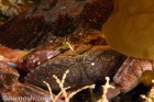 A Pair of Crabs in Flagrante Delicto