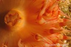 Anemone detail