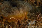 Nudibranch & Anemone