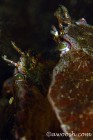 A Pair of Crabs Preparing to Mate
