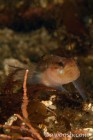 Black Eyed Goby