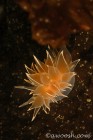 Nudibranch 3