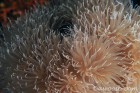 Anemone Detail 2.  
(Note the tiny mollusks in the tendrils.)
