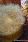 Anemone Detail