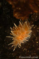 Dirona albolineata