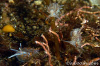 Hermissenda crassicornis Group