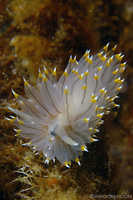 Janolus fuscus