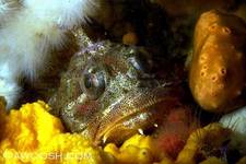 Highlight for Album: God's Pocket Dive Resort, Port Hardy, BC - May 2007
