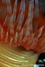 Anemone