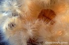 Mouth of Metridium