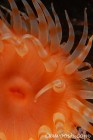 Anemone Detail