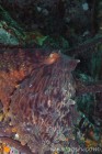 Giant Pacific Octopus
