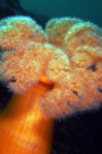 Plumose Anemone