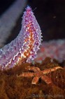 Purple Sea Star
& Brittle Star