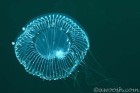 Jelly
