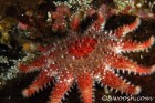 Rose Sea Star