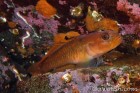Black-eyed Goby