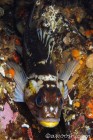 Rockfish